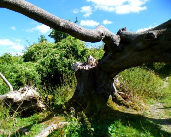 hill of vision II 142