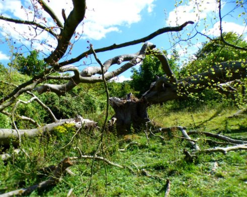 hill of vision II 144