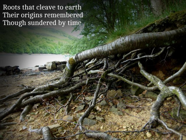 Roots that cleave to earth Their origins remembered Though sundered by time