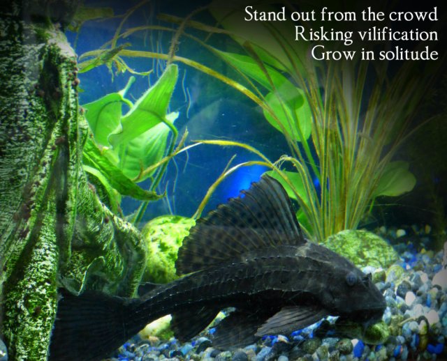 Stand out from the crowd Risking vilification Grow in solitude