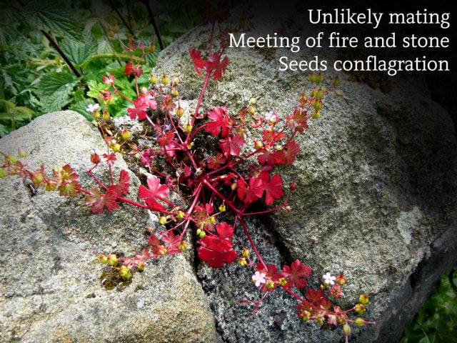 Unlikely mating Meeting of fire and stone Seeds conflagration
