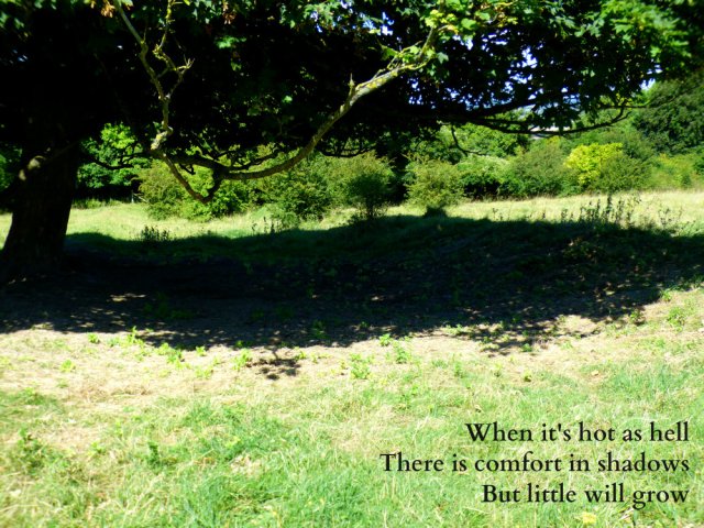 When it's hot as hell There is comfort in shadows But little will grow