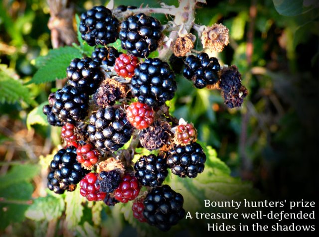 bounty-hunters-prize-a-treasure-well-defended-hides-in-the-shadows