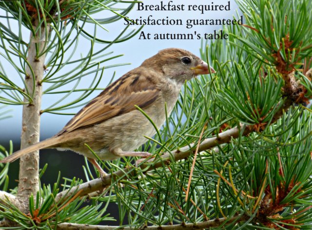 Breakfast required Satisfaction guaranteed At autumn's table