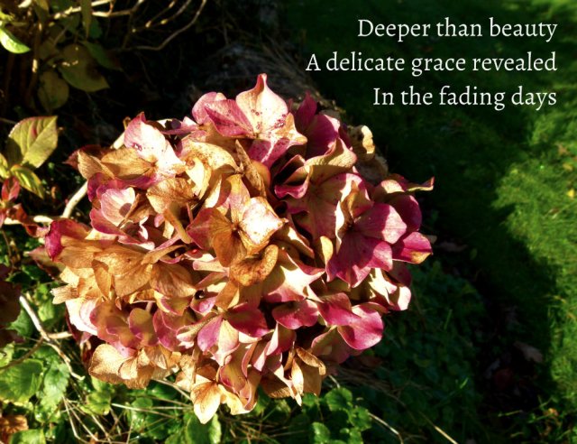Deeper than beauty A delicate grace revealed In the fading days