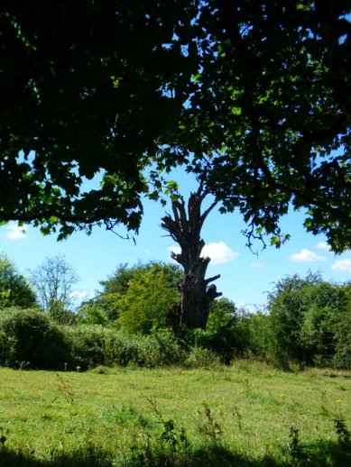 hill of vision II 013