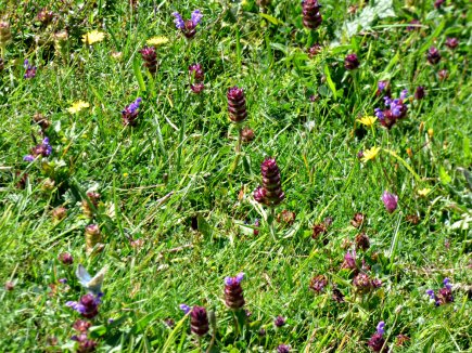 hill-of-vision-ii-053