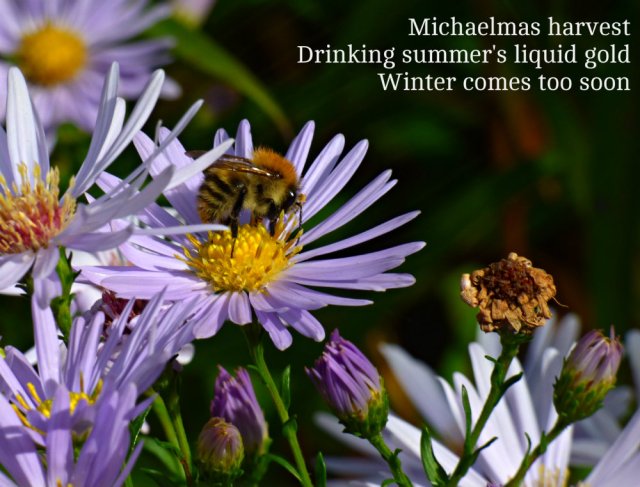 michaelmas-harvest-drinking-summers-liquid-gold-winter-comes-too-soon