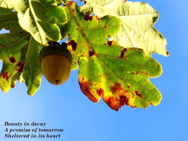 beauty-in-decay-a-promise-of-tomorrow-sheltered-in-its-heart