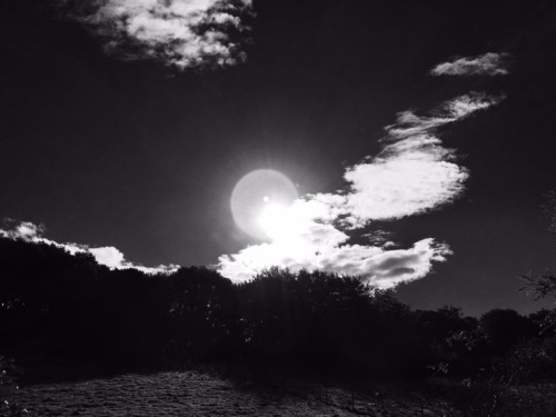 black-and-white-sedgwick