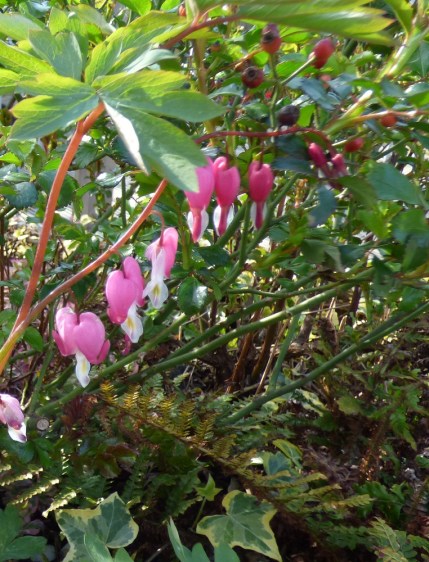 bleeding-hearts
