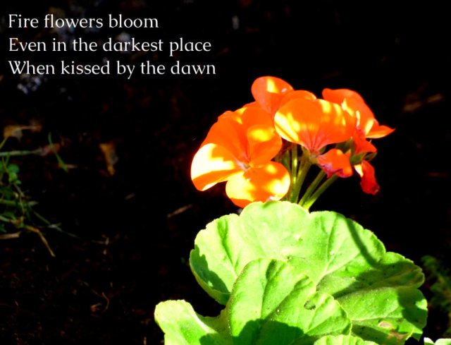 fire-flowers-bloom-even-in-the-darkest-place-when-kissed-by-the-dawn