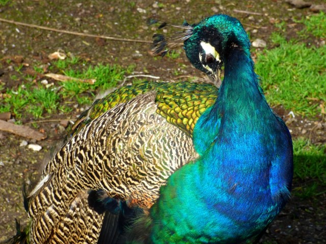 fox-hunters-moon-2016-hordrons-peacock-001-040