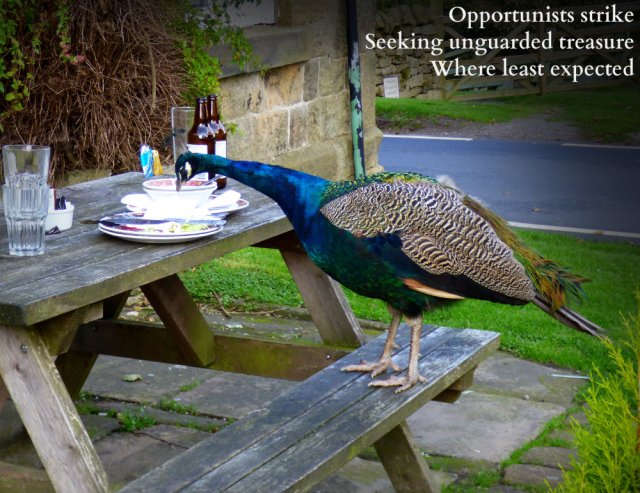 peacock eating from picnic table: Opportunists strike, seeking unguarded treasure when least expected