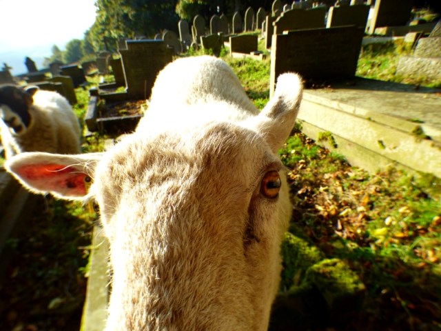 fox-hunters-moon-2016-hordrons-peacock-001-061