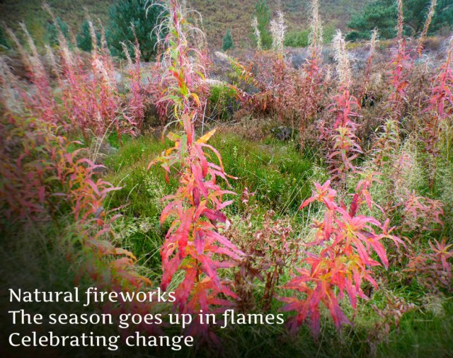 natural-fireworks-the-season-goes-up-in-flames-celebrating-change