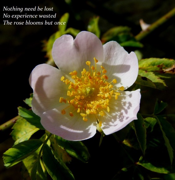 Nothing need be lost No experience wasted The rose blooms but once