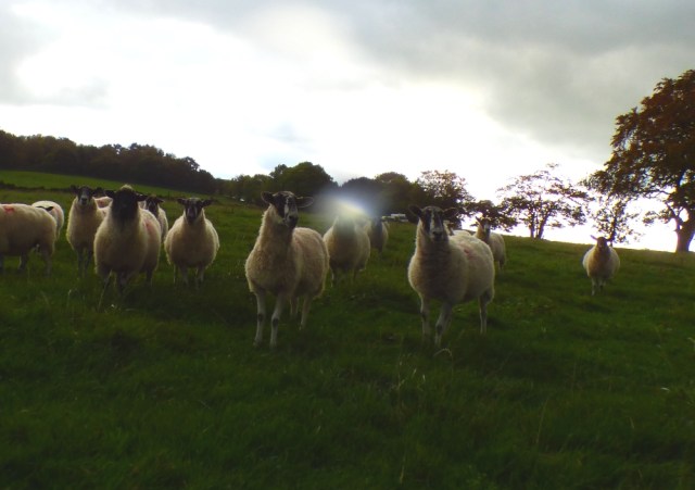 sheep-hordrons-nine-stones-robin-hoods-328