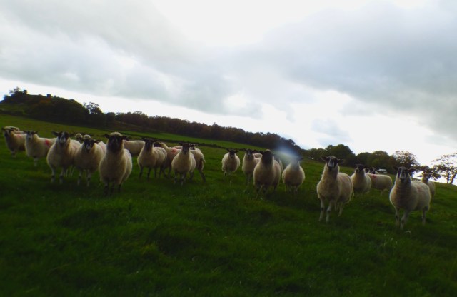 sheep-hordrons-nine-stones-robin-hoods-329