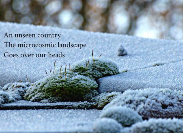 an-unseen-country-the-microcosmic-landscape-goes-over-our-heads