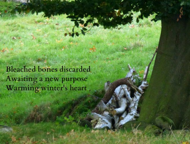 bleached-bones-discarded-awaiting-a-new-purpose-warming-winters-heart