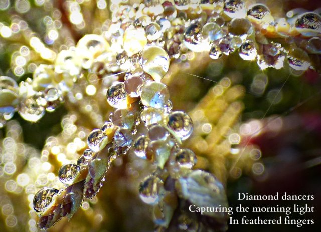 diamond-dancers-capturing-the-morning-light-in-feathered-fingers