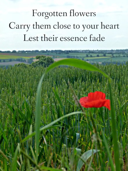 forgotten-flowers-carry-them-close-to-your-heart-lest-their-essence-fade