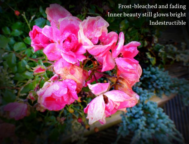 frost-bleached-and-fading-inner-beauty-still-glows-bright-indestructible