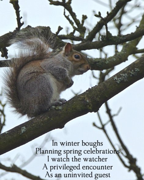 in-winter-boughs-planning-spring-celebrations-i-watch-the-watcher-a-privileged-encounter-as-an-univited-guest