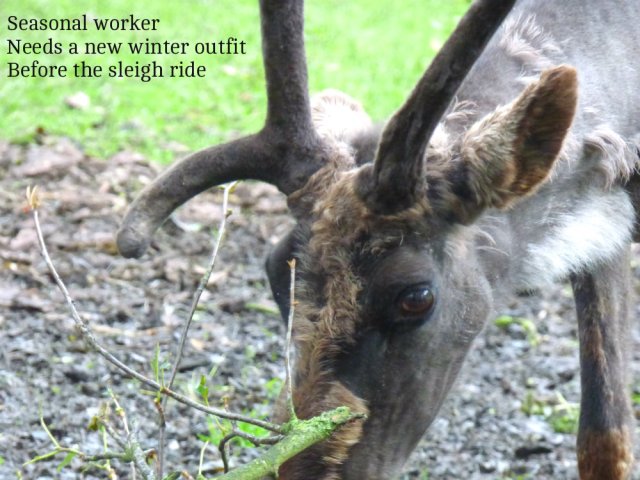 seasonal-worker-needs-a-new-winter-outfit-before-the-sleigh-ride