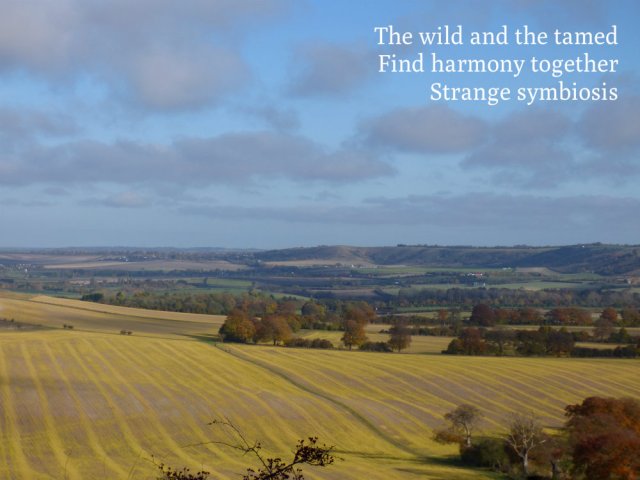 the-wild-and-the-tamed-find-harmony-together-strange-symbiosis