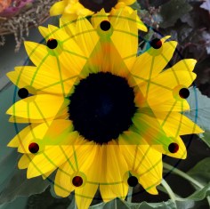 barbs-sunflower-for-luca-aaa