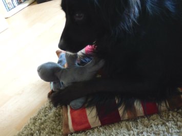 dog-balls-dawn-christmas-015