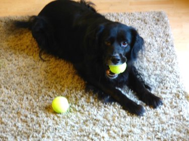 dog-balls-dawn-christmas-028