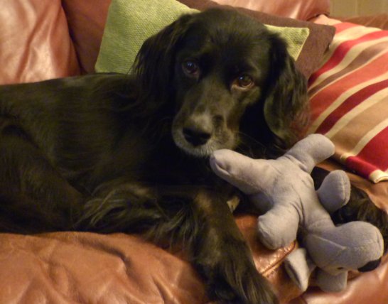 dog-balls-dawn-christmas-029