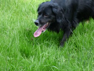 house-kites-fields-dog-038