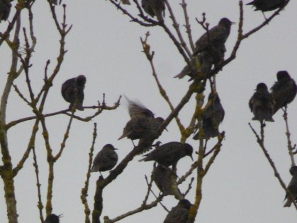 red-moon-ani-antlers-tree-003