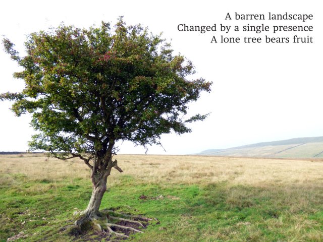 a-barren-landscape-changed-by-a-single-presence-a-lone-tree-bears-fruit