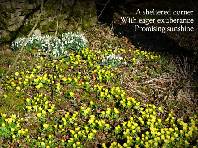 a-sheltered-corner-with-eager-exuberance-promising-sunshine
