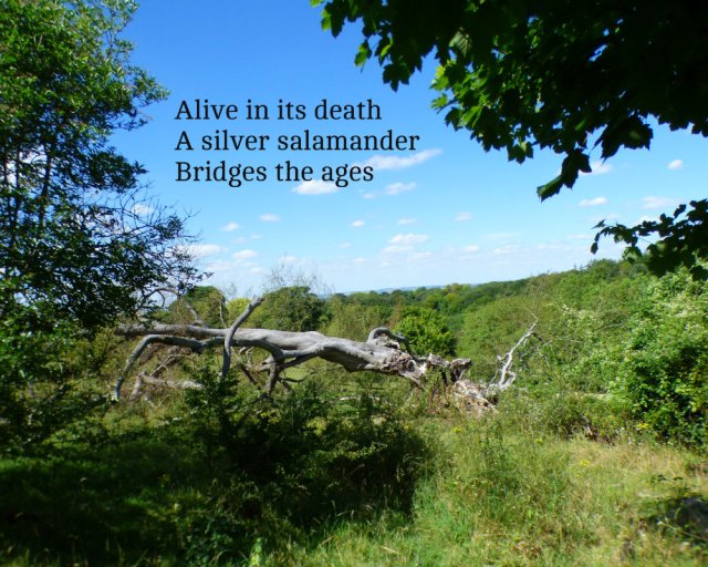 alive-in-its-death-a-silver-salamander-bridges-the-ages