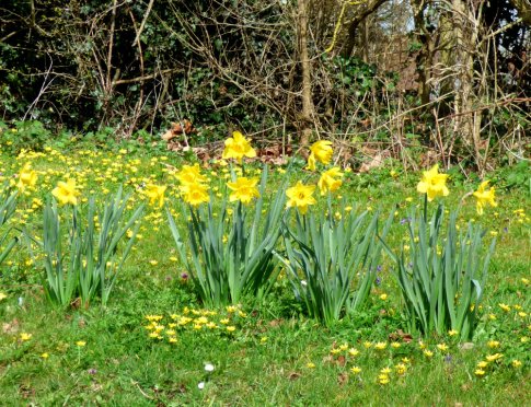 daffodils