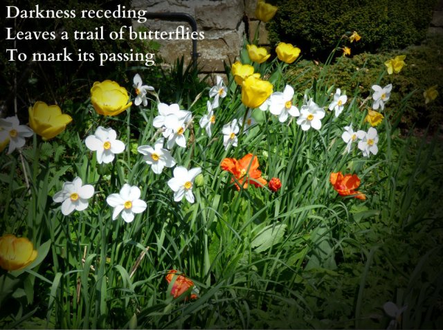 darkness-receding-leaves-a-trail-of-butterflies-to-mark-its-passing