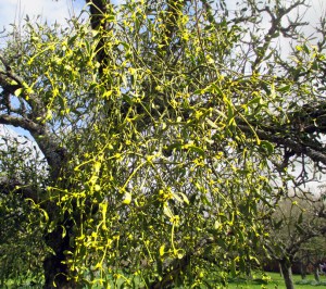Mistletoe in Flower