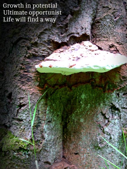 growth-in-potential-ultimate-opportunist-life-will-find-a-way