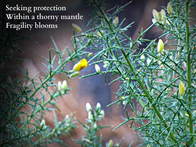 protecting-itself-within-a-thorny-mantle-fragility-blooms