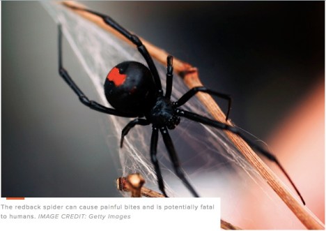 red-back-spider