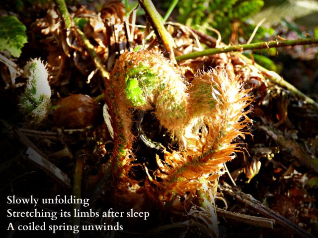 slowly-unfolding-stretching-its-limbs-after-sleep-a-coiled-spring-unwinds