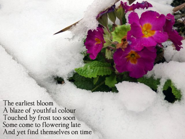the-earliest-bloom-a-blaze-of-youthful-colour-touched-by-frost-too-soon-some-who-flower-late-find-themselves-on-time