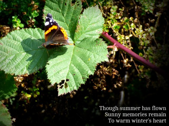 though-summer-has-flown-sunny-memories-remain-to-warm-winters-heart