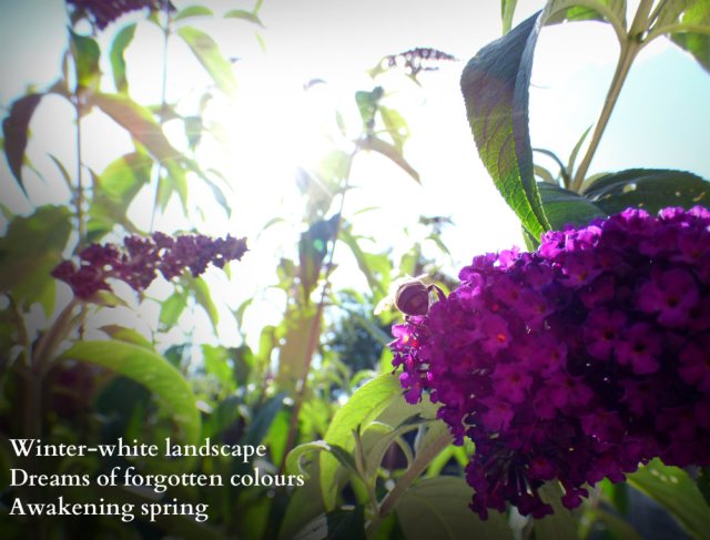 winter-white-landscape-dreams-of-forgotten-colours-awakening-spring